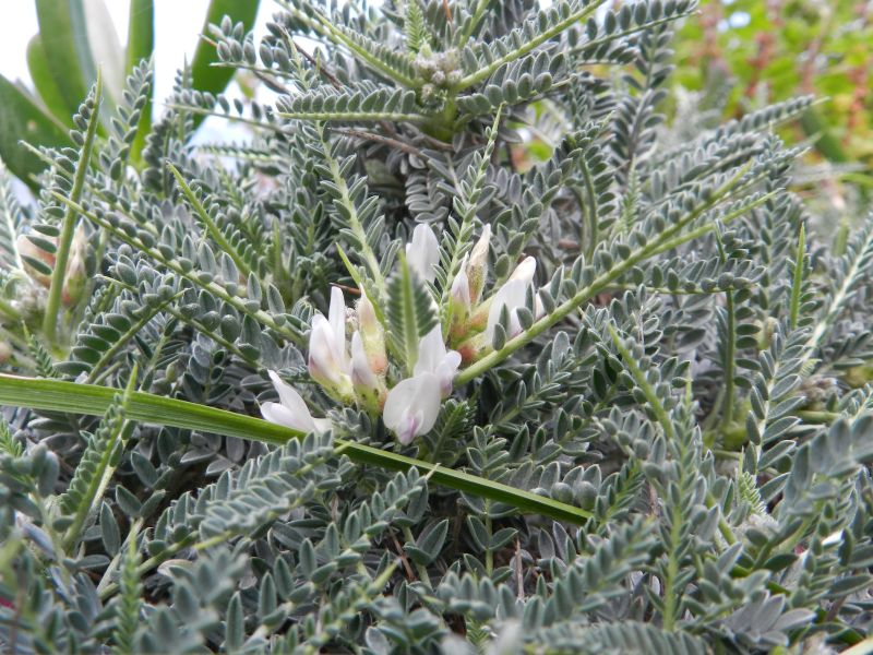 Astragalus terraccianoi / Astragalo di Terracciano